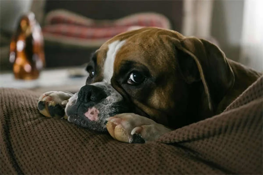 고양이 높은 곳 좋아하는 이유 5가지 (냥이 심리 대공개)