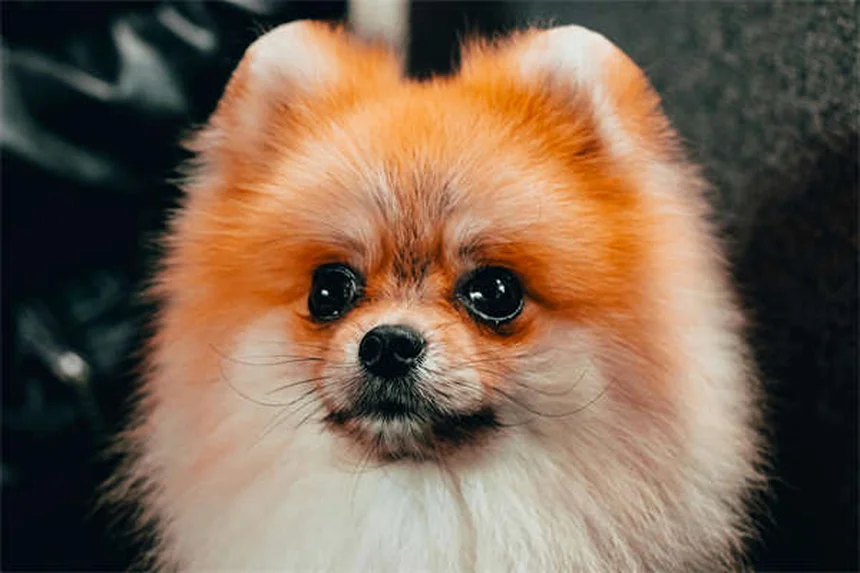 강아지 알레르기 증상, 이렇게 확인하고 치료하세요!