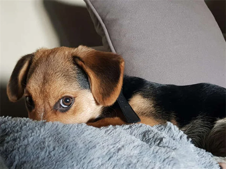 고양이 비만 확인법 3가지: 체중 관리의 모든 것
