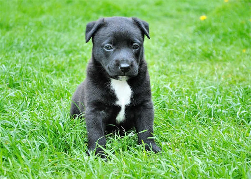 고양이 나이 확인하는 5가지 쉬운 방법 (집사 필독)