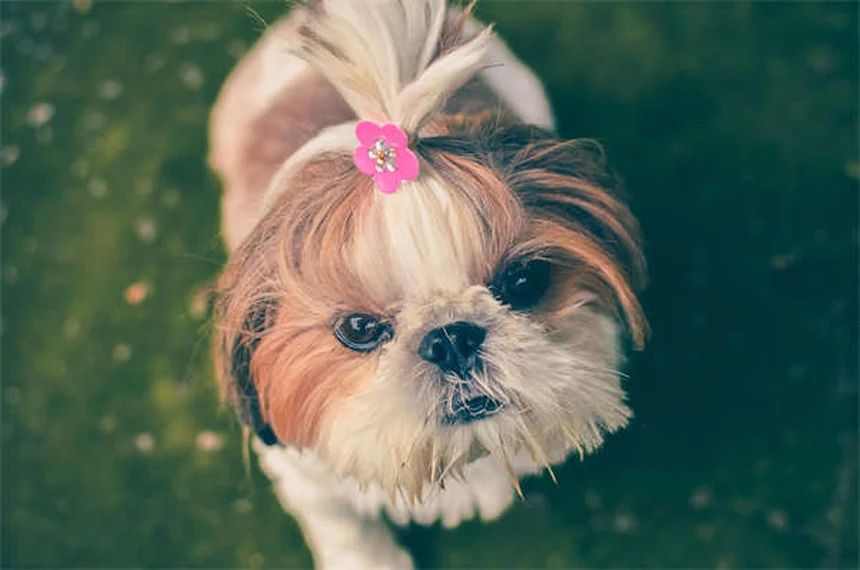 고양이 나이 확인하는 5가지 쉬운 방법 (집사 필독)