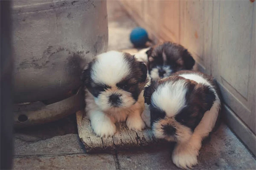 고양이 주미즈 현상, 왜 갑자기 미친 듯이 뛰어다닐까?