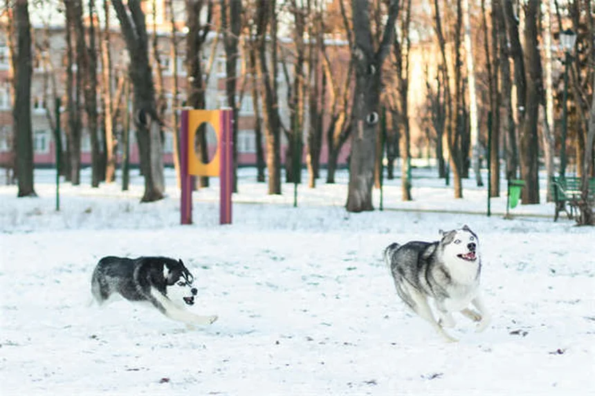 강아지 핫스팟 원인과 치료법, 이렇게 관리하세요!