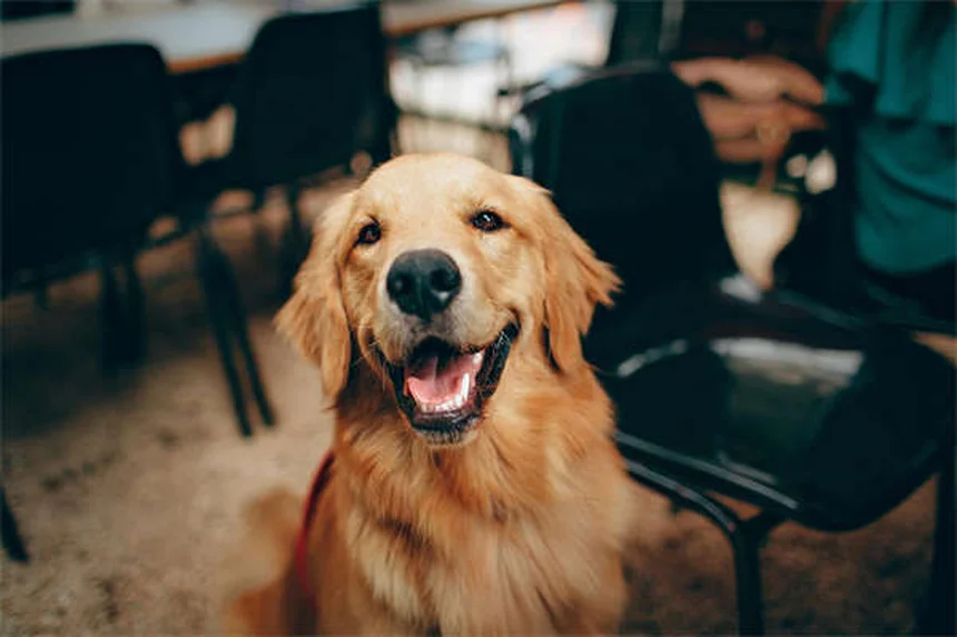 고양이 침 흘림 원인 7가지, 이럴 땐 병원에 가야 해요!