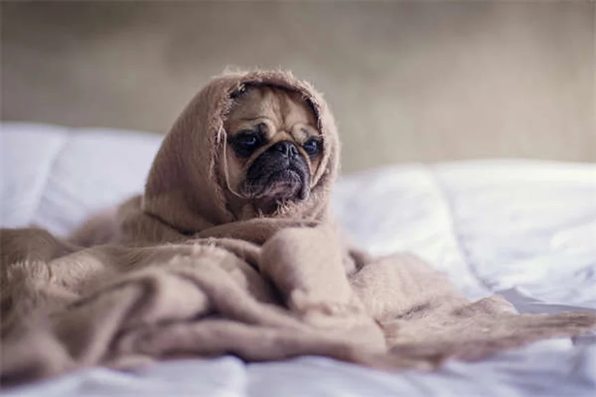 고양이 침 흘림 원인 7가지, 이럴 땐 병원에 가야 해요!