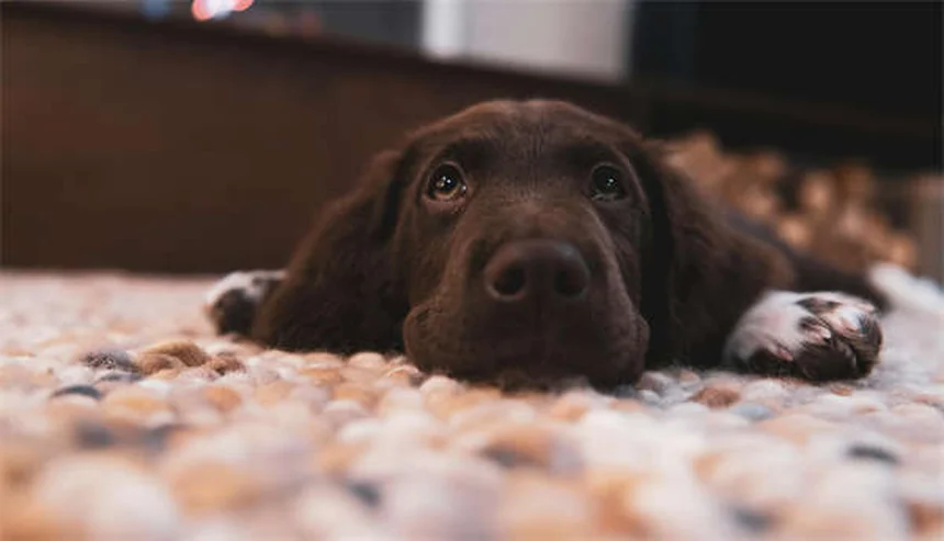 고양이 카운터 올라가는 습관 고치는 5가지 비법